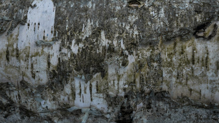 young birch bark background texture