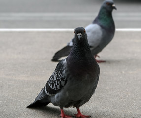 pigeon on grey asphalt