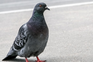 pigeon on grey asphalt