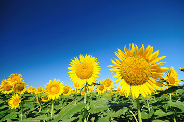 満開のヒマワリ園