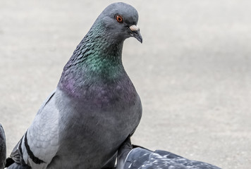 Fototapeta premium pigeon on grey asphalt