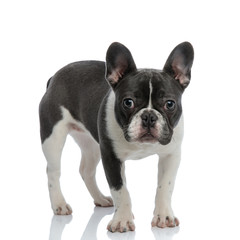 side view of a french bulldog standing