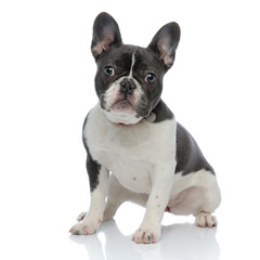 side view of a french bulldog sitting