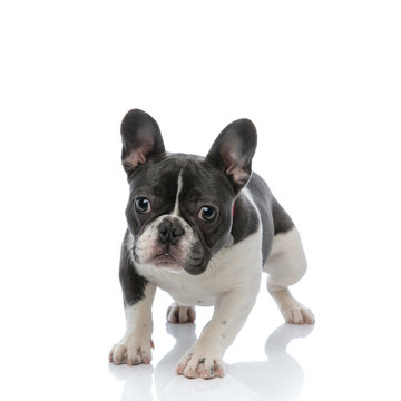 french bulldog standing on his paws