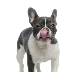 french bulldog touching his nose with tongue