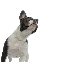 french bulldog looking up curious