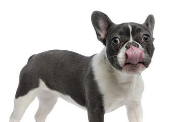 french bulldog touching his nose with tongue