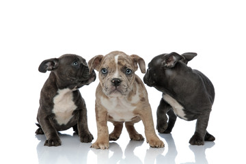 3 American bully dogs laying and standing together looking back