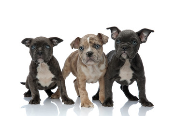 3 American bully dogs standing together