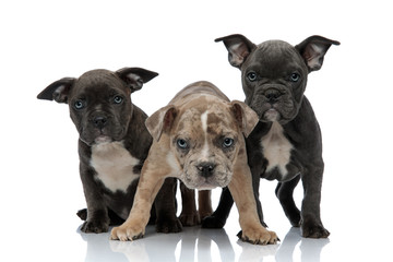 3 American bully dogs sitting and standing together being aggressive