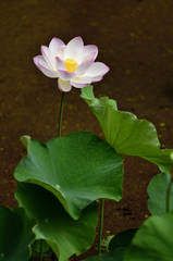 一輪のハスの花