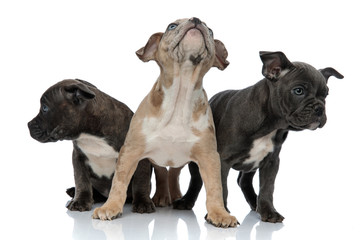 3 American bully dogs sitting and standing together looking away curious