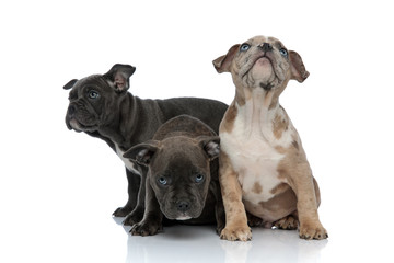 3 American bully dogs sitting together and looking away