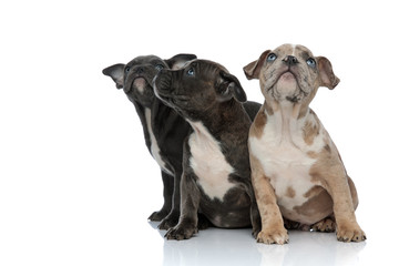 3 American bully dogs sitting together and looking up curious