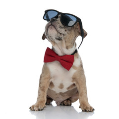 American bully puppy wearing bowtie and sunglasses sitting