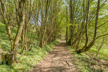 A path through the trees in the Ardennes, Belgium, on a sunny day during early spring