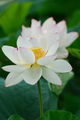 二輪のハスの花