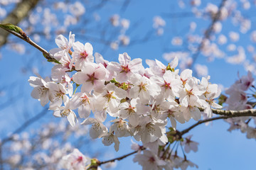 満開の染井吉野