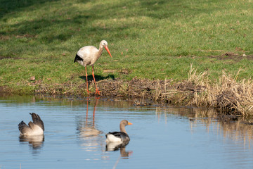 Young white stork in a park in Holland in Spring