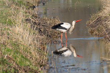 Young white stork in a park in Holland in Spring