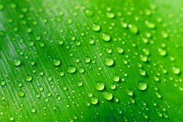 Fototapeta na wymiar Drops of water on green leaves