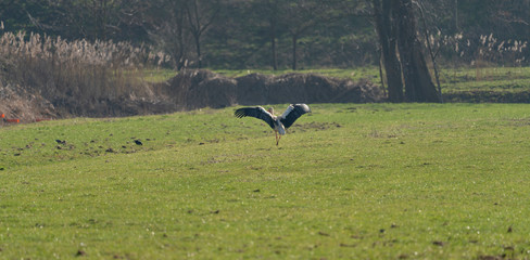 Young white stork in a park in Holland in Spring
