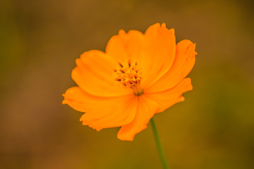 Beautiful world with colorful flowers.2