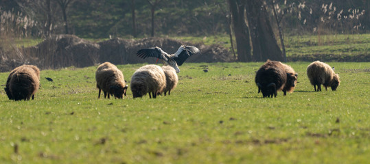 Young white stork in a field with sheep in Holland
