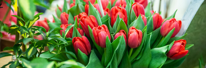 Naklejka premium Banner frame Elegant red tulips. Greeting card, Hello Spring and Woman day concepts
