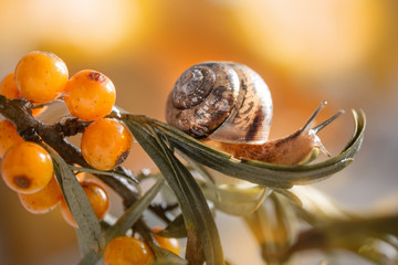 Cute snail crawling on branch of wild sea buckthorn with ripe yellow berries