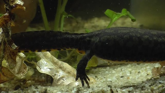 Bergmolche, Alpine newt, Ichthyosaura alpestris