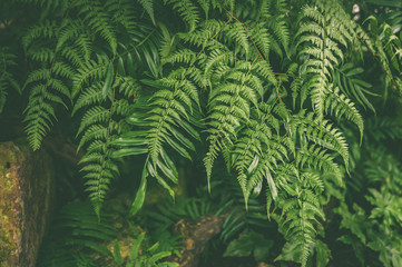 Green leaves of tropical fern plants,  green jungle summer background  in  vintage tone
