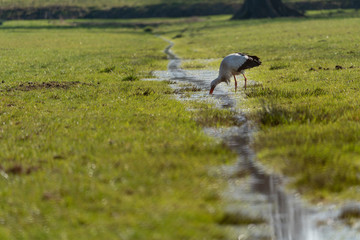 Young white stork in a park in Holland in Spring