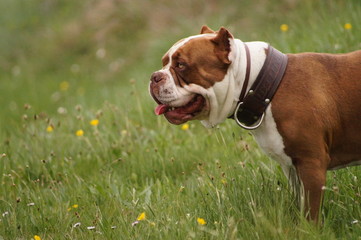 chien méchant ?