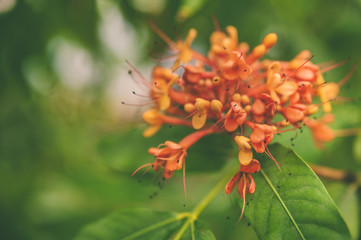 Colorful orange and yellow blooms of Saraca  indica , space for text