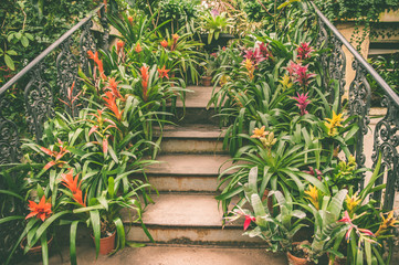 Staircase leading up is lined with pots with colorful tropical plants and flowers, an exotic pattern