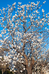 Spring white flowers of almond tree