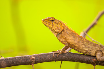 Macro Chameleon in Thailand