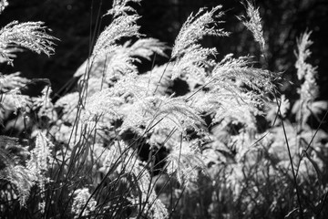 Weed grasses in the sun, black and white photography