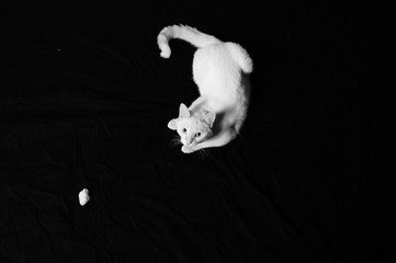 petit chat blanc chasse