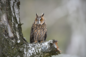 Long-eared Owl sitting on birch tree
