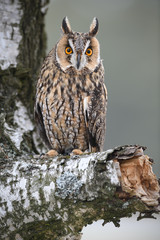 Long-eared Owl sitting on birch tree