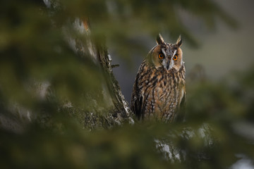Long-eared Owl sitting on birch tree
