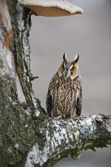 Long-eared Owl sitting on birch tree
