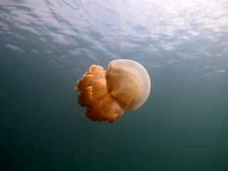 Amazing underwater world - Lake jellyfish. Palau.