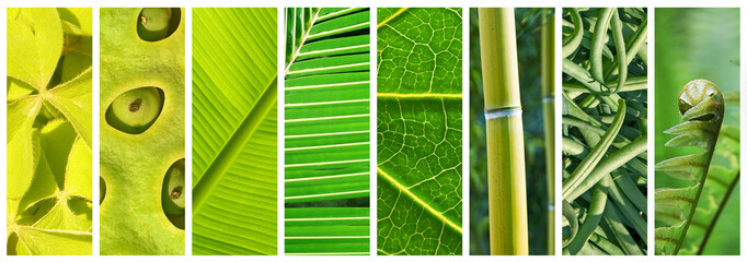 NaturalShades of green panoramic collage, green color in nature concept