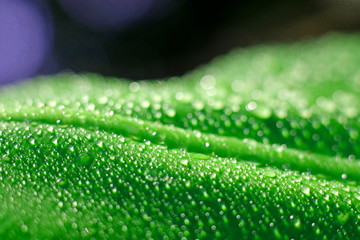 Drops of water on green leaves