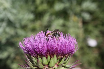 A bee (eucera) with a long mustache collects nectar from a thistle flower