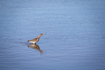bird in estuary