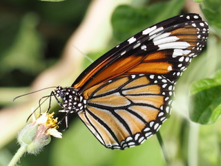 butterfly on flower